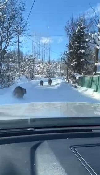 Gündüz vakti ayı ve yavruları köy yolunda görüntülendi