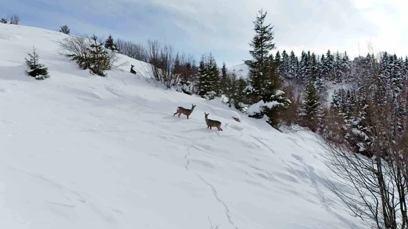 Karacalar Kulakkaya Yaylası'nda Yiyecek Arıyor