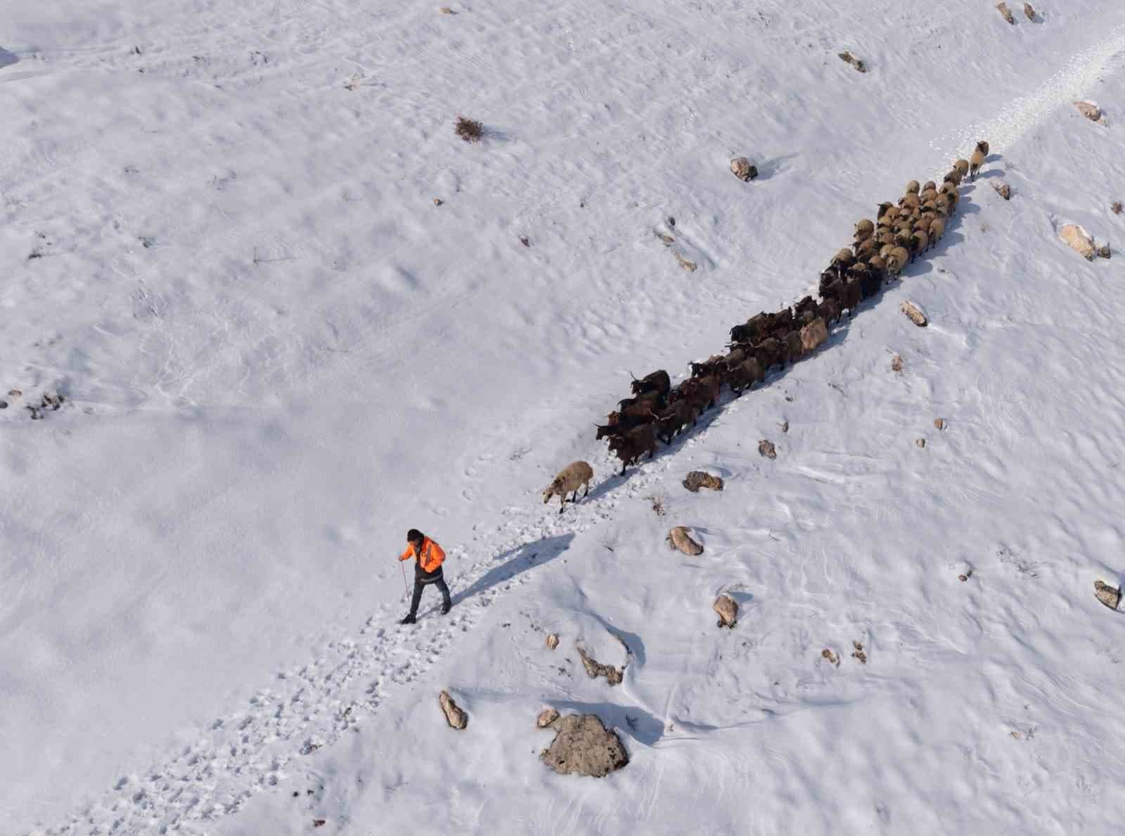 Mardin'de Besicilerin Zorlu Kış Mücadelesi: Sürüler Karla Kaplı Arazide