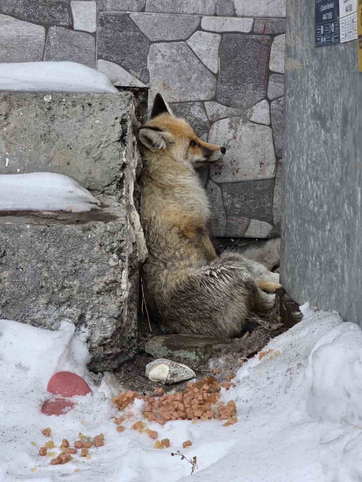 Damal'da Yaralı Tilkiye Başkan Sahip Çıktı