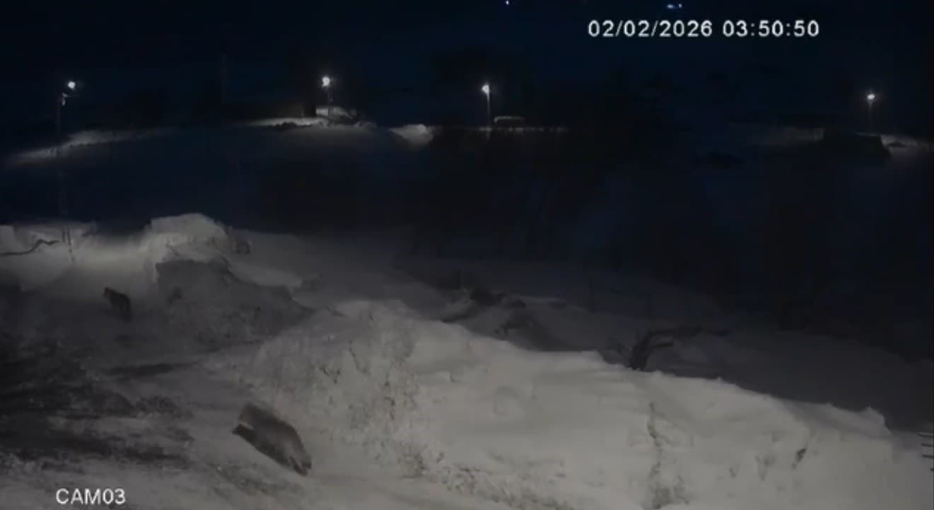 Kars'ta Kurtlar Köylere Girmeye Başladı