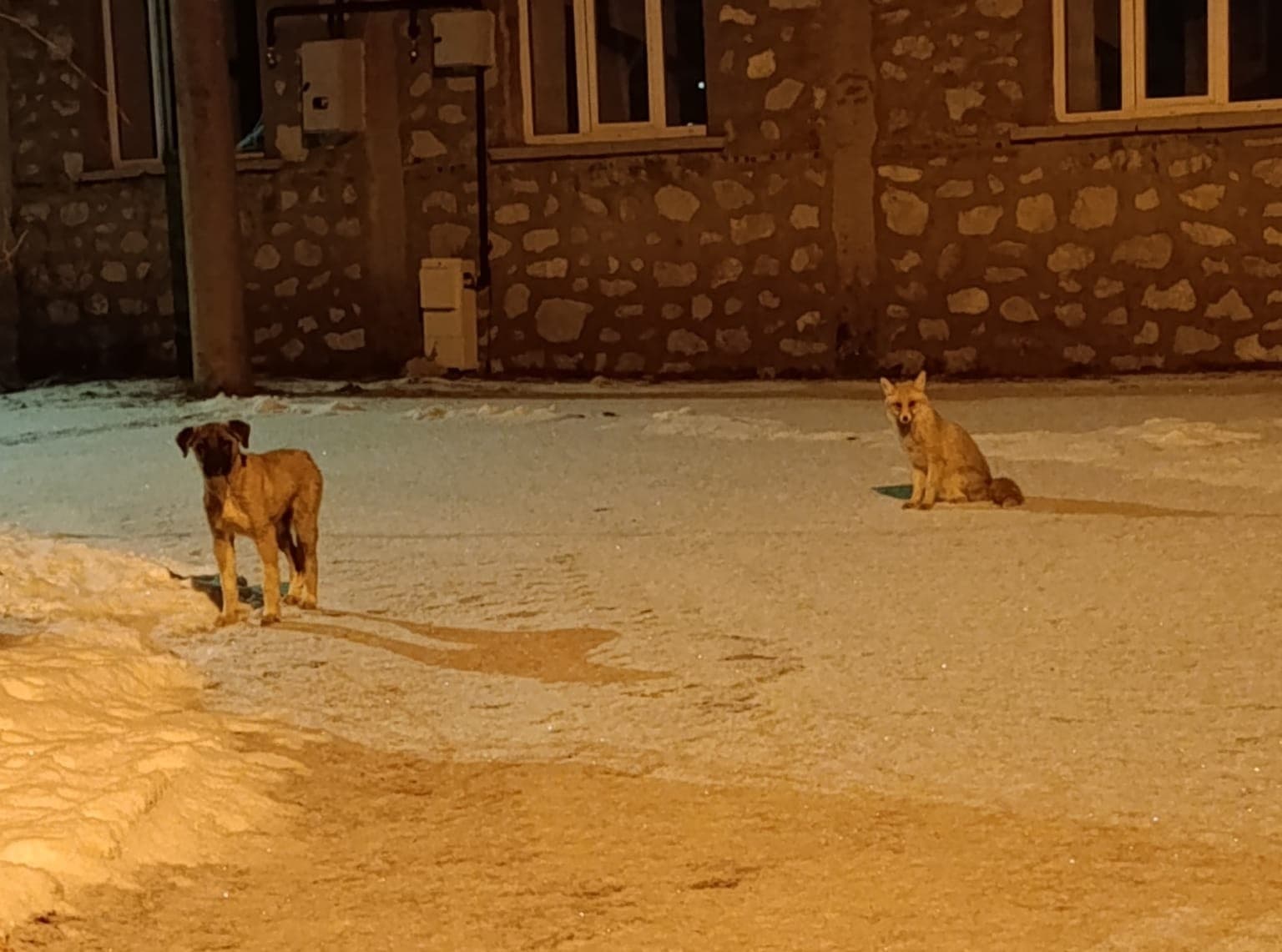 Tilki ve Sokak Köpeği Arasındaki Sıcak Dostluk