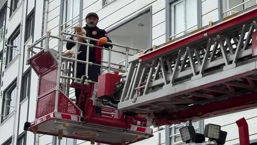 Çatıda mahsur kalan kedi kurtarıldı