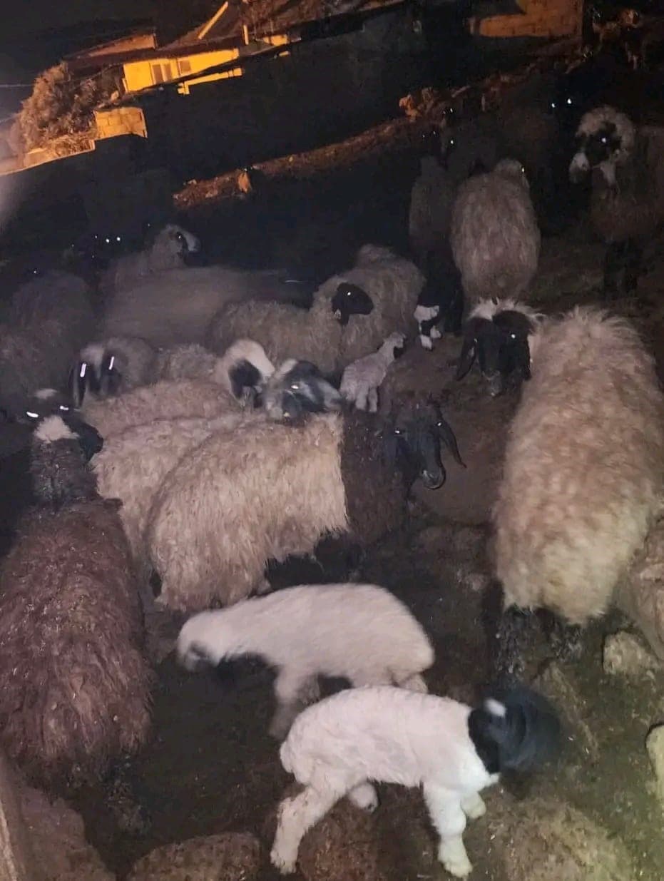 Hatay'da Ahırda Yangın Çıktı