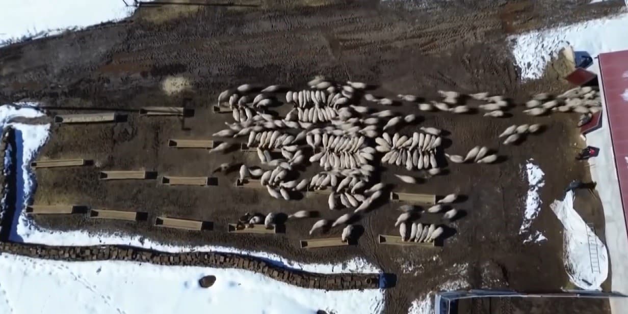 Bayburt'ta 50 Milyon Liralık Yem Desteği 2.601 İşletmeye Ulaştı