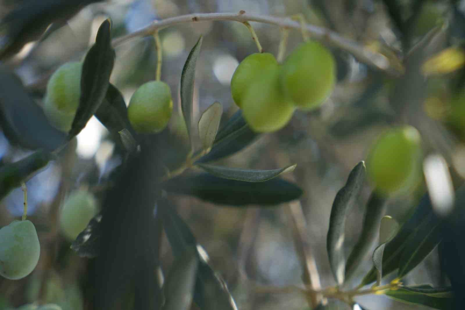 Zeytin halkalı leke hastalığına karşı üreticilere uyarı