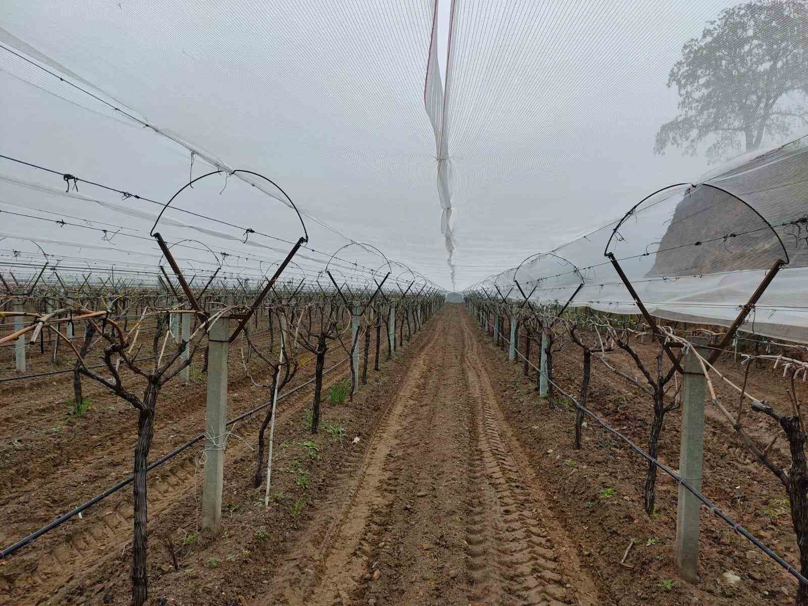 Dolu korkusuna fileli önlem