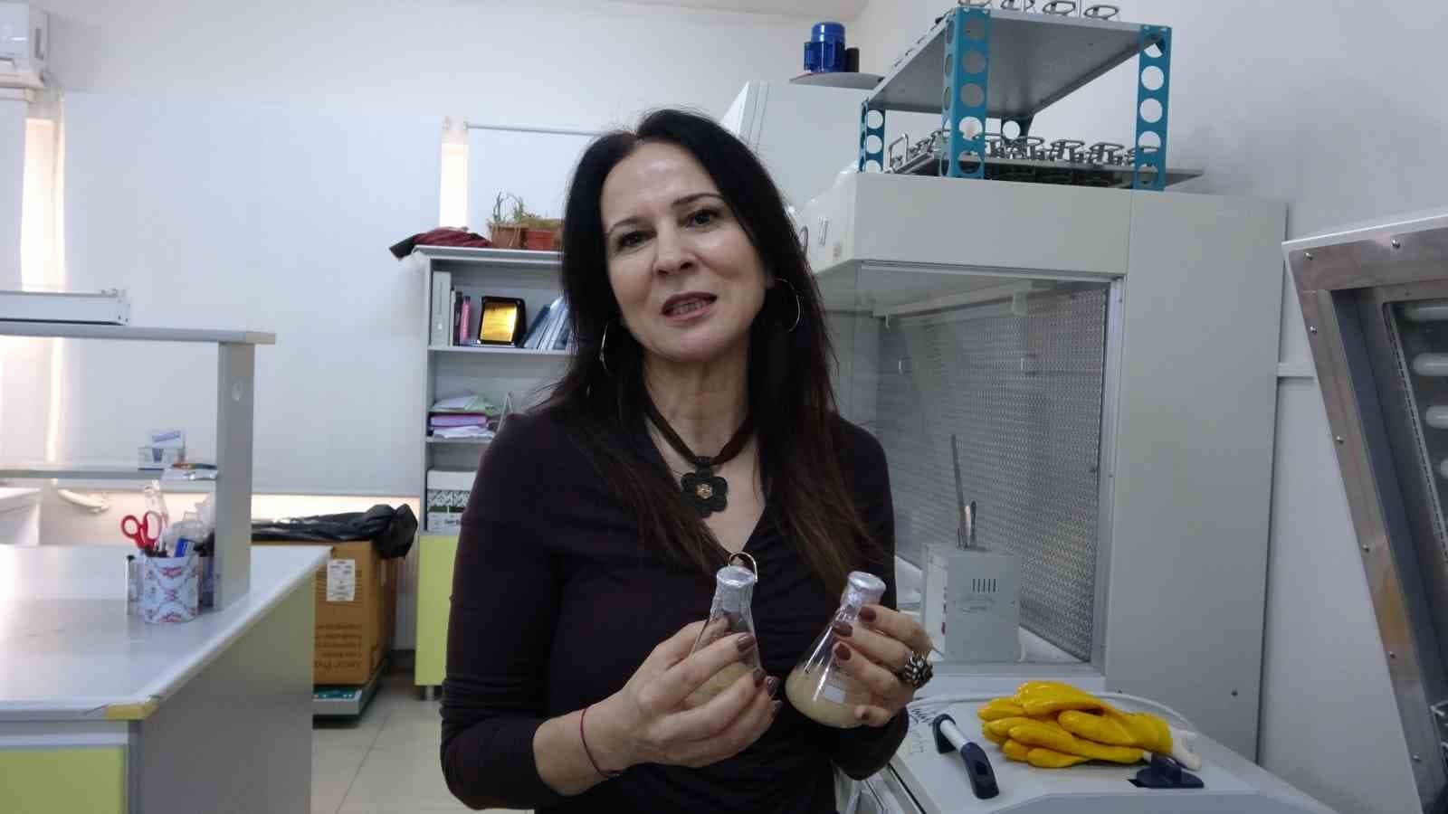 Isparta’da endemik bitkiden doğaya zarar vermeden kanserle mücadeleye umut olacak üretim modeli geliştiriliyor