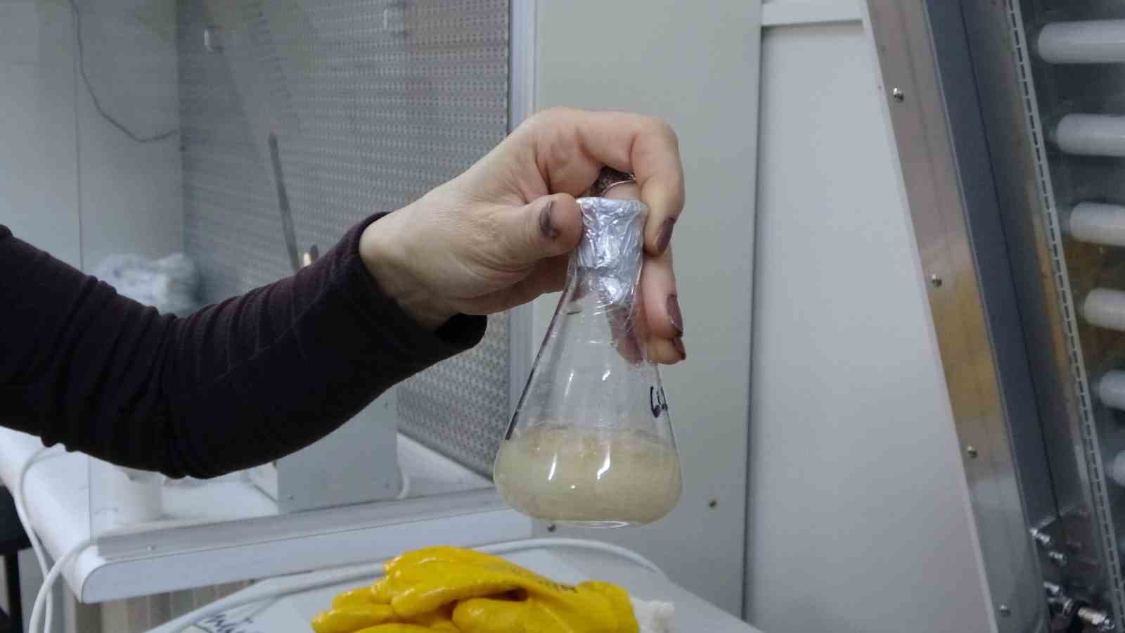 Isparta’da endemik bitkiden doğaya zarar vermeden kanserle mücadeleye umut olacak üretim modeli geliştiriliyor