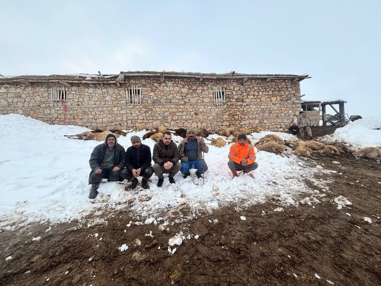 Erzincan’da yemden zehirlendikleri düşünülen 80 koyun telef oldu