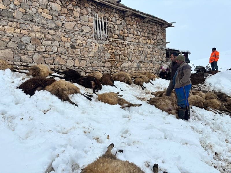 Erzincan’da yemden zehirlendikleri düşünülen 80 koyun telef oldu