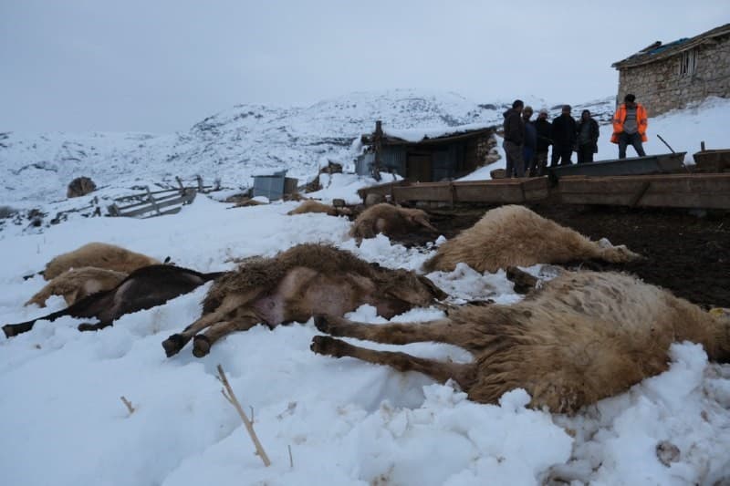 Erzincan’da yemden zehirlendikleri düşünülen 80 koyun telef oldu