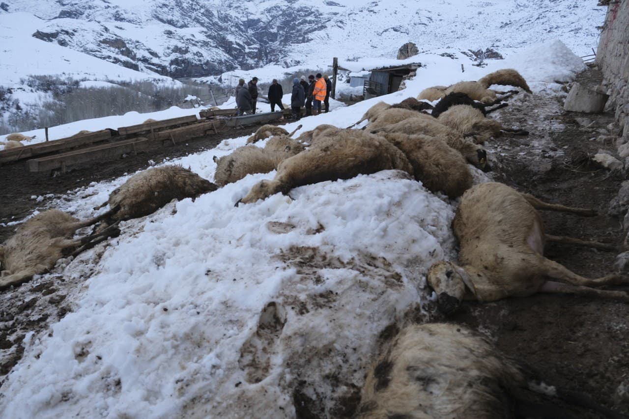 Erzincan’da yemden zehirlendikleri düşünülen 80 koyun telef oldu