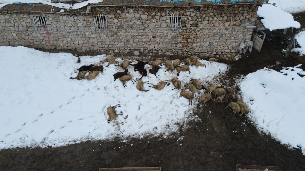 Erzincan’da yemden zehirlendikleri düşünülen 80 koyun telef oldu