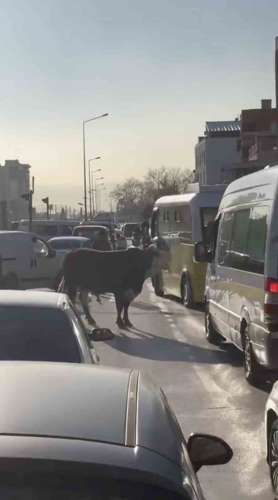 Bursa’da kaçan boğa trafiği karıştırdı, Ankara yolunda metrelerce koştu