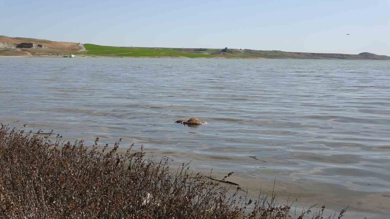 Baraj içerisine ve ulu orta atılan büyükbaş hayvan leşleri pes dedirtti
