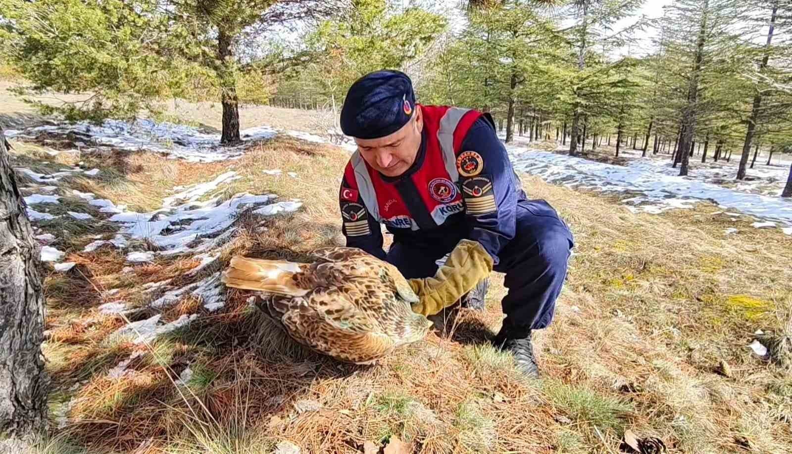 Yaralı Şahin’e Jandarma ekiplerinden yardım eli