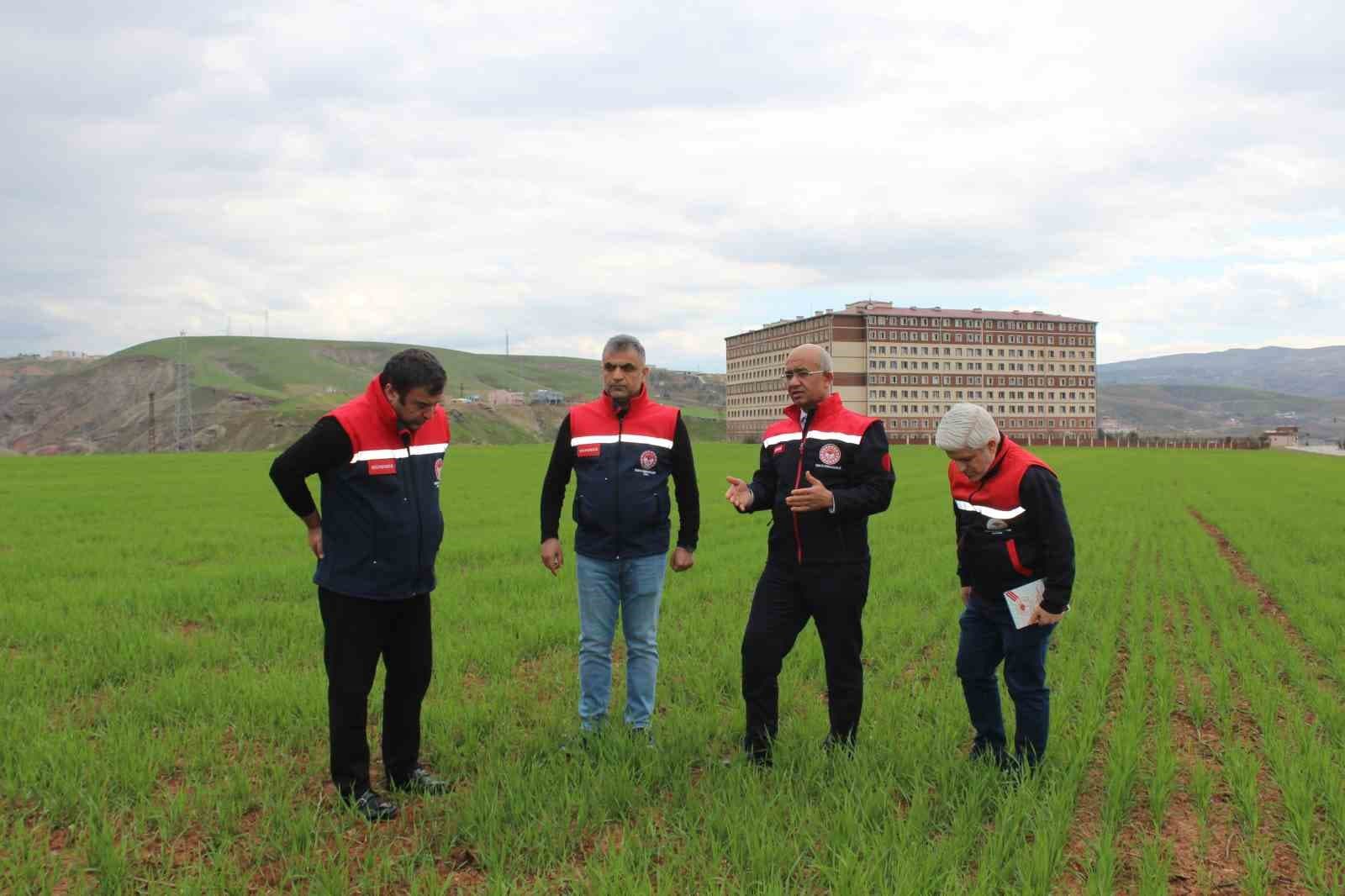 Siirt’te yağışlar yüzde 150 arttı, tarımsal hasıla beklentisi yükseldi