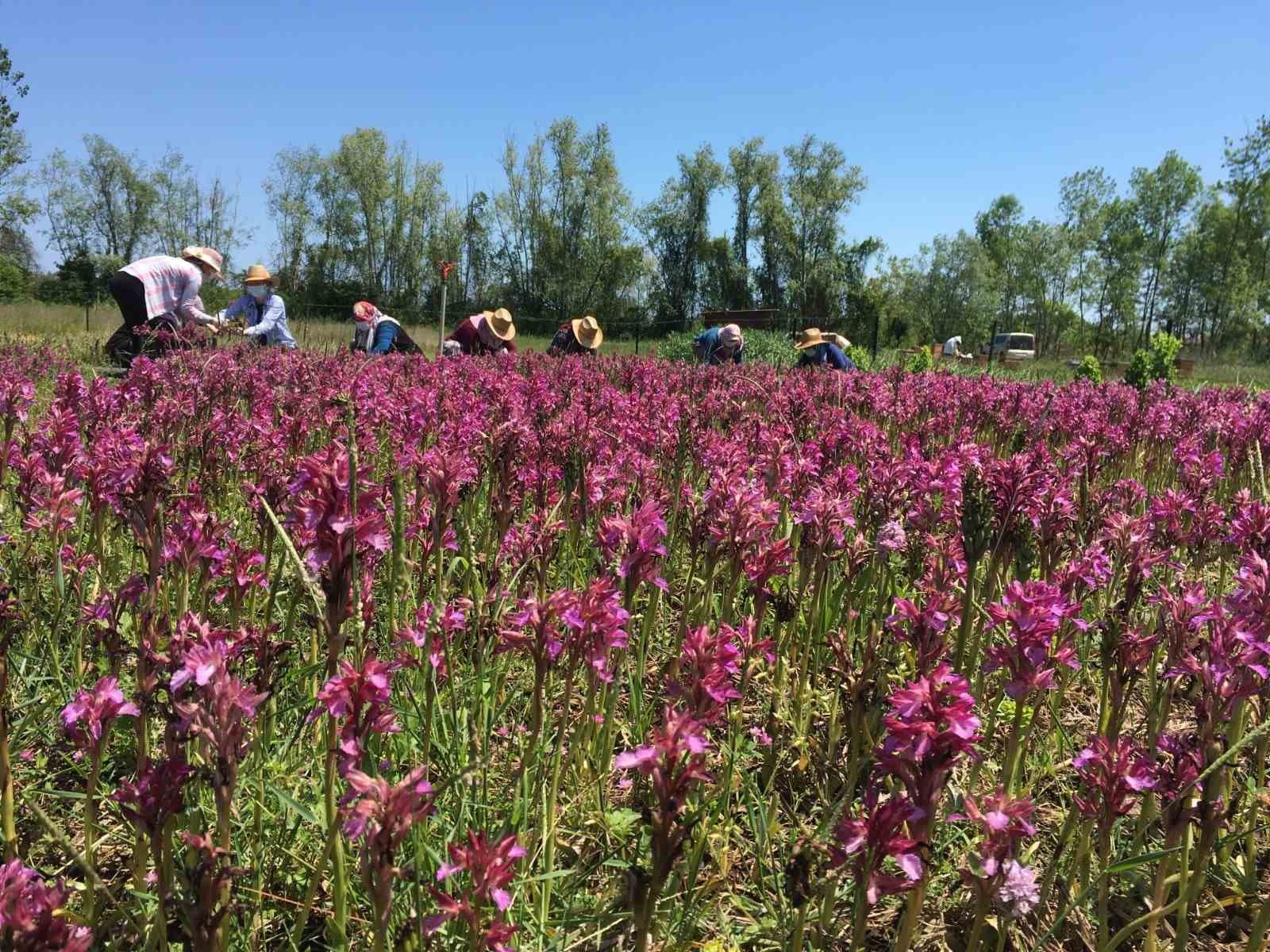 Nebiyan’ın lezzetleri tescil yolunda