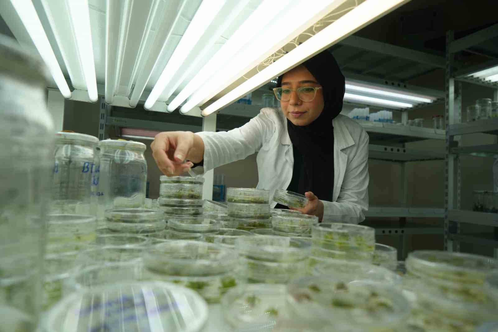 Kuraklığa dayanıklı domatesler geliştiriliyor