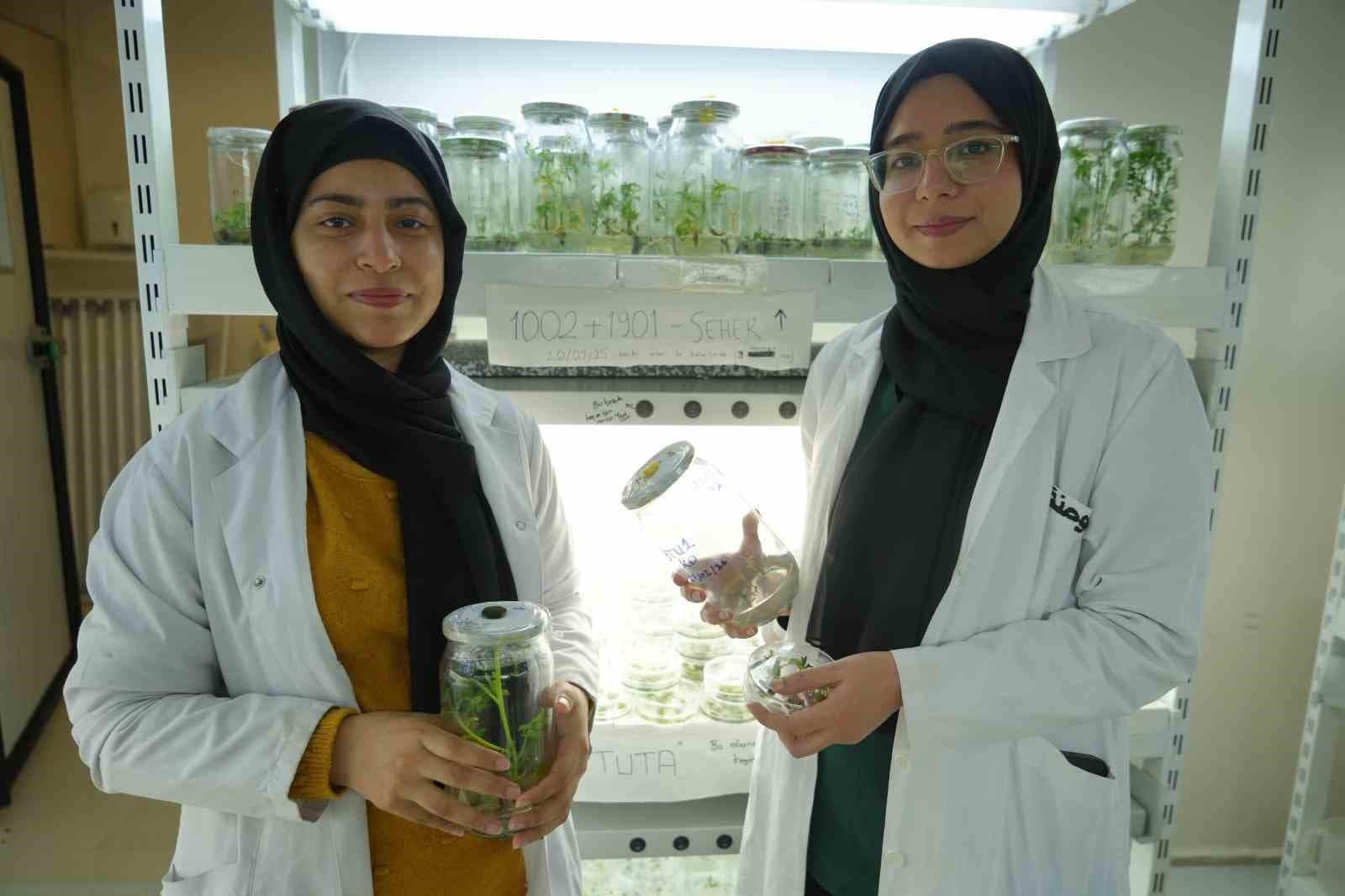 Kuraklığa dayanıklı domatesler geliştiriliyor