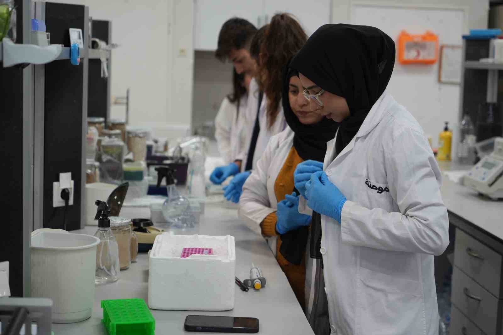 Kuraklığa dayanıklı domatesler geliştiriliyor