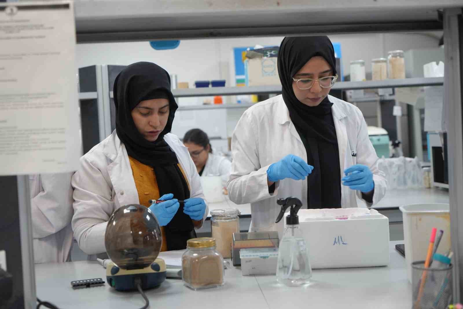 Kuraklığa dayanıklı domatesler geliştiriliyor