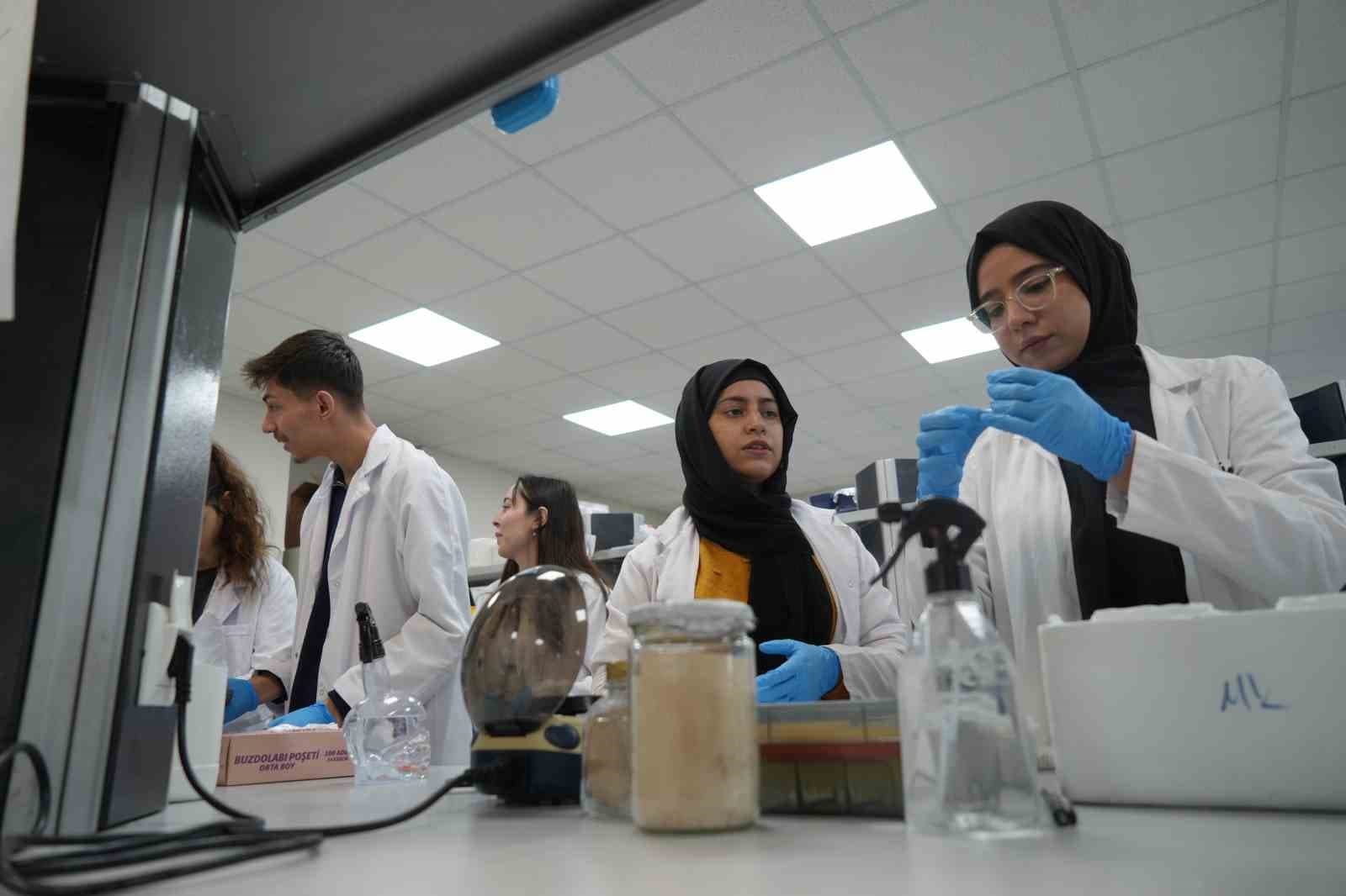 Kuraklığa dayanıklı domatesler geliştiriliyor