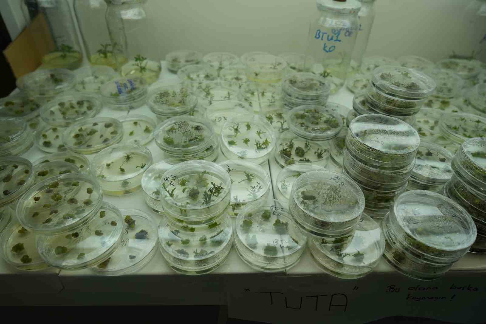 Kuraklığa dayanıklı domatesler geliştiriliyor