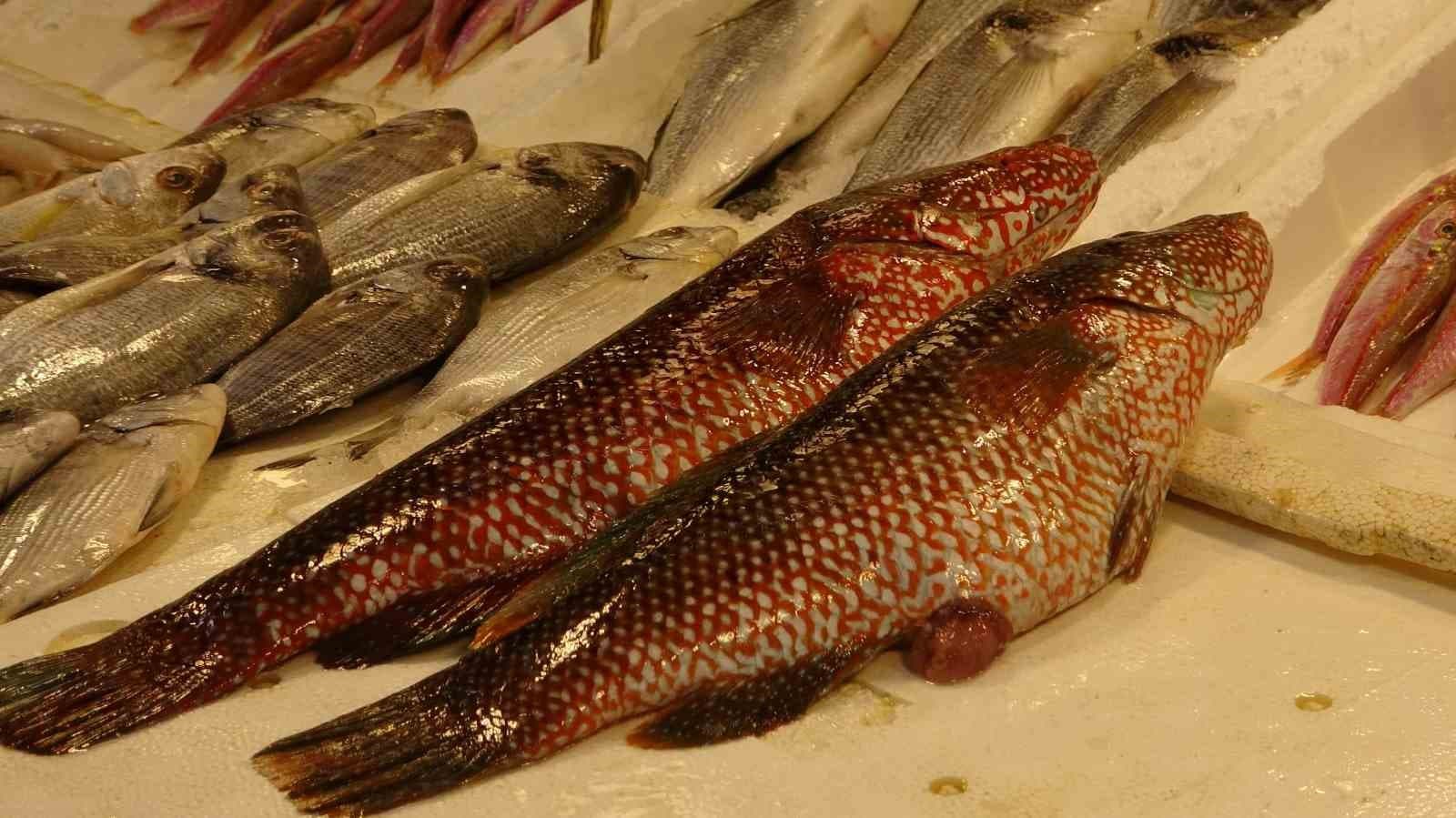 Hint Okyanusu’na özgü ‘portakal benekli lagos’ Mersin’de tezgaha çıktı