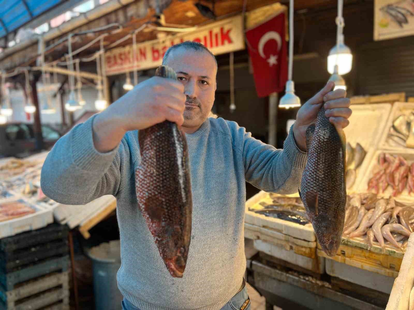Hint Okyanusu’na özgü ‘portakal benekli lagos’ Mersin’de tezgaha çıktı