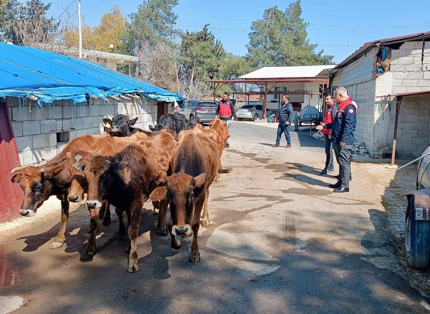 Kumlu’da yerli ırk hayvanlarla büyükbaş yetiştiriciliği yapan işletme incelendi