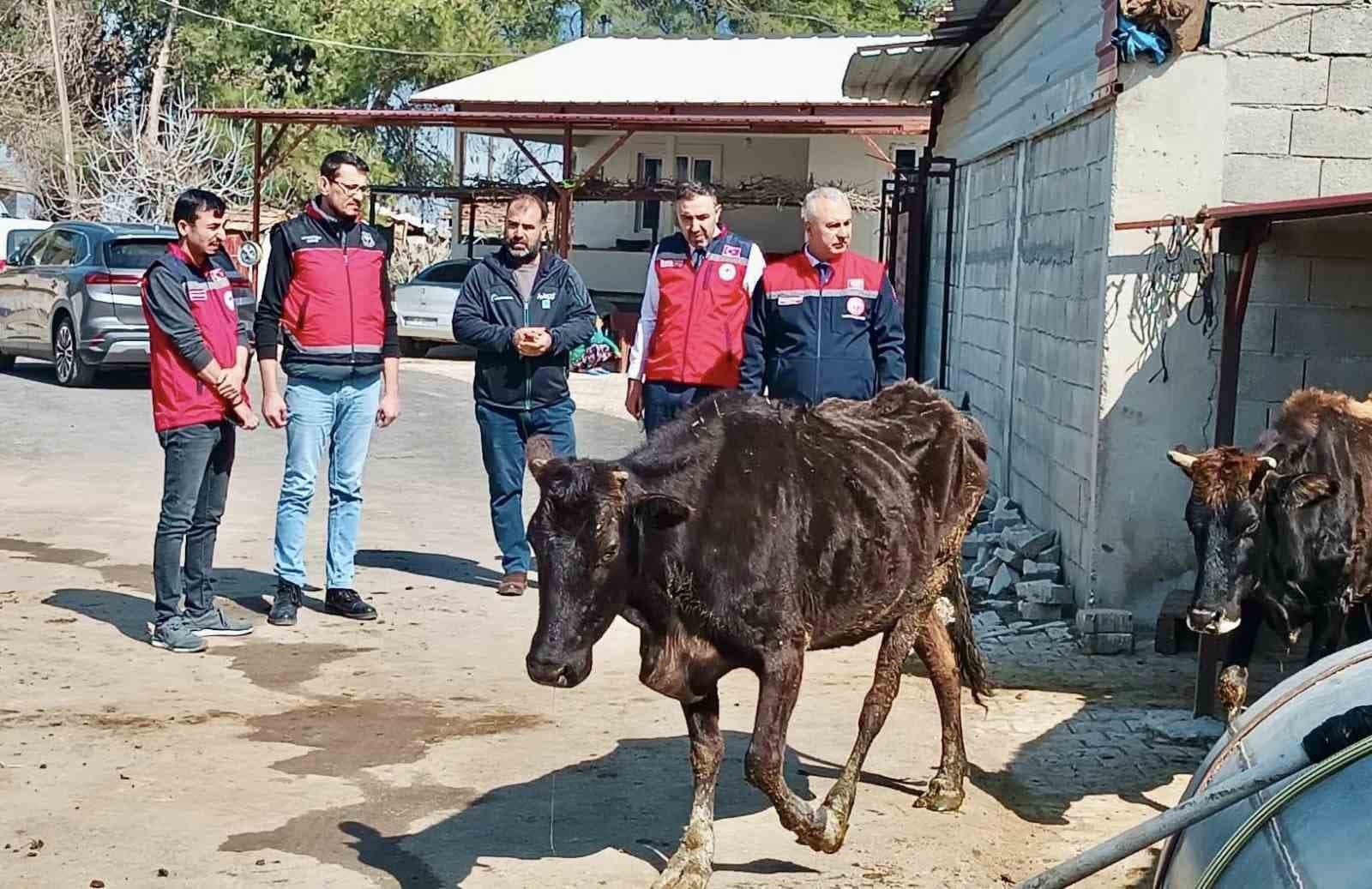 Kumlu’da yerli ırk hayvanlarla büyükbaş yetiştiriciliği yapan işletme incelendi