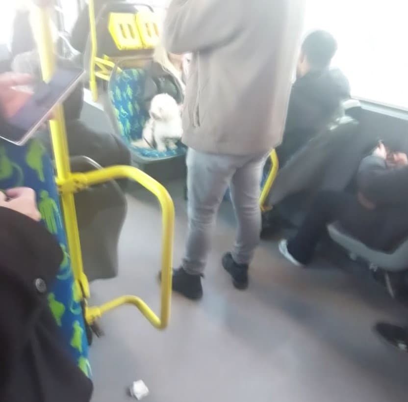 Metrobüste köpek koltukta oturdu, sosyal medyada tartışma başladı