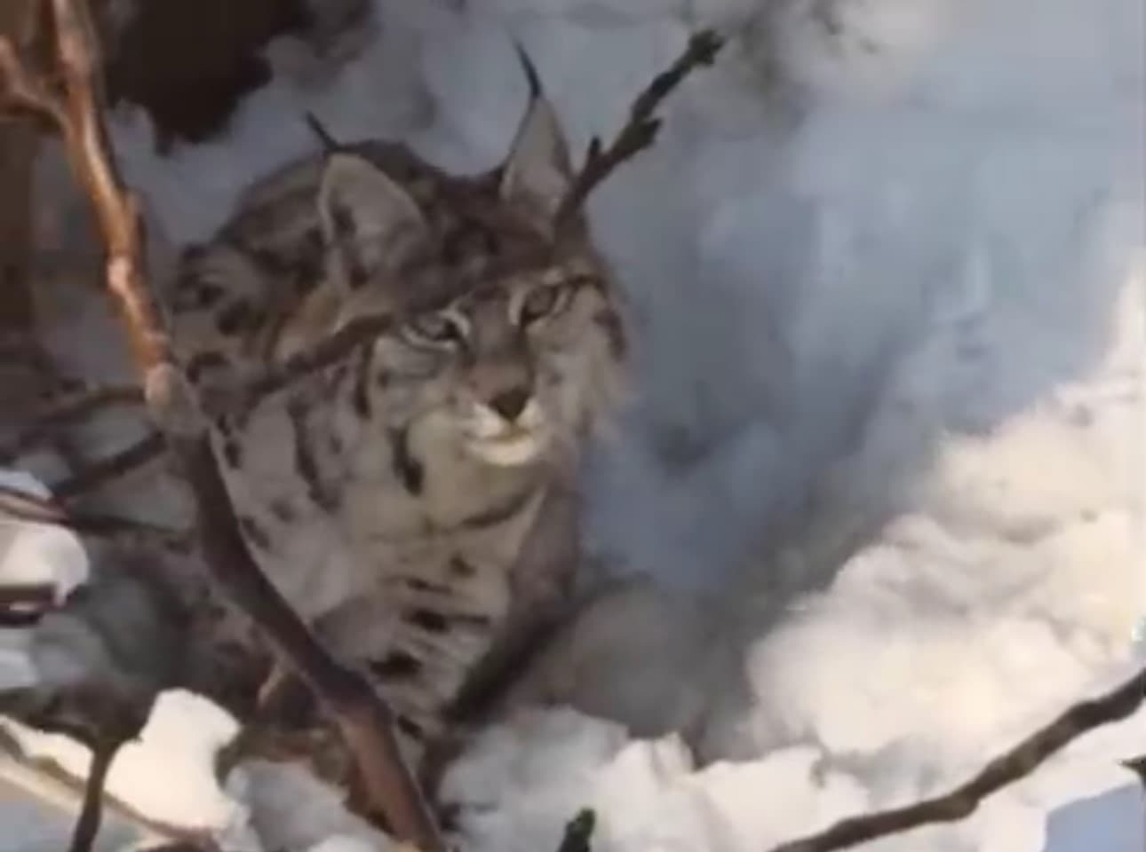 Yüksekova’da yerleşim alanına inen vaşak görüntülendi