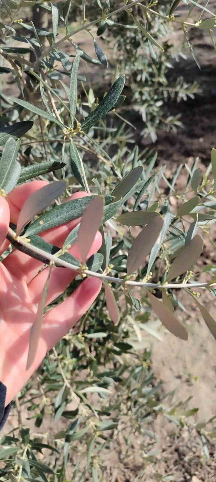 Aydın’da zeytin bahçeleri kontrol edildi