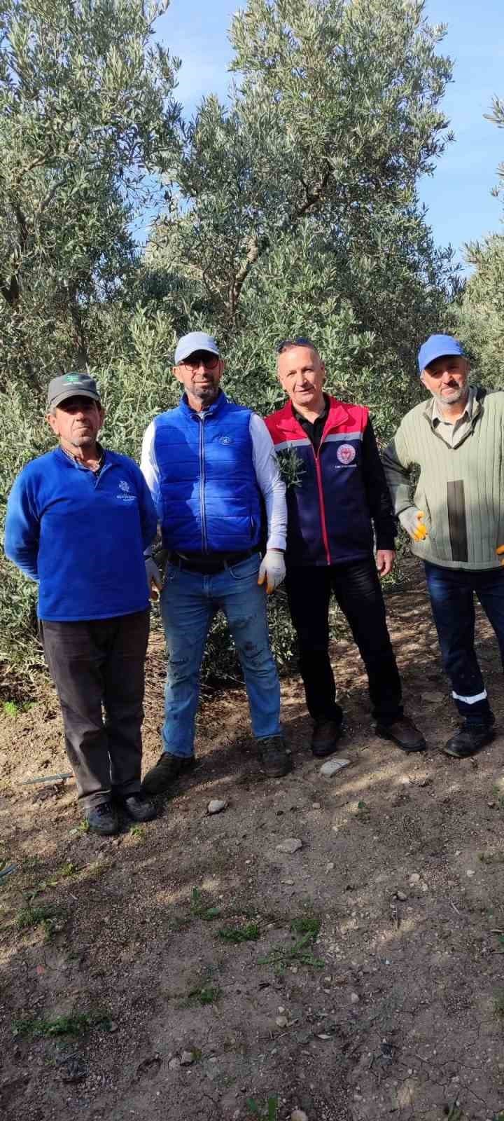 Aydın’da zeytin bahçeleri kontrol edildi