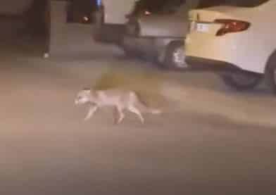 Ankara’da aç kalan tilki mahalleye indi