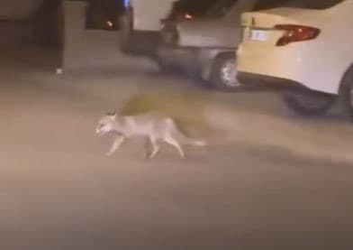 Ankara’da aç kalan tilki mahalleye indi