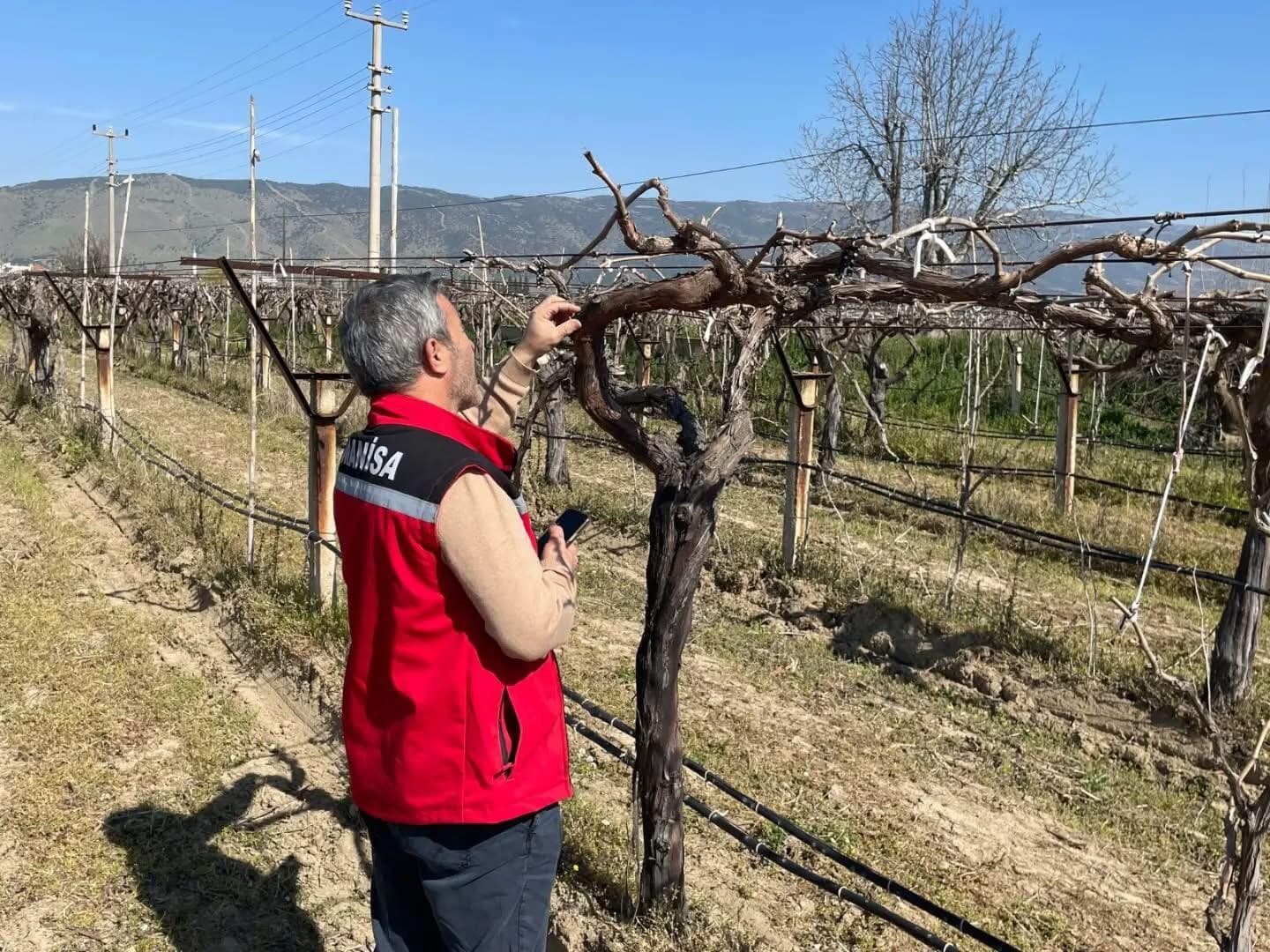 Bağlarda hastalık ve zararlı kontrolü yapılıyor