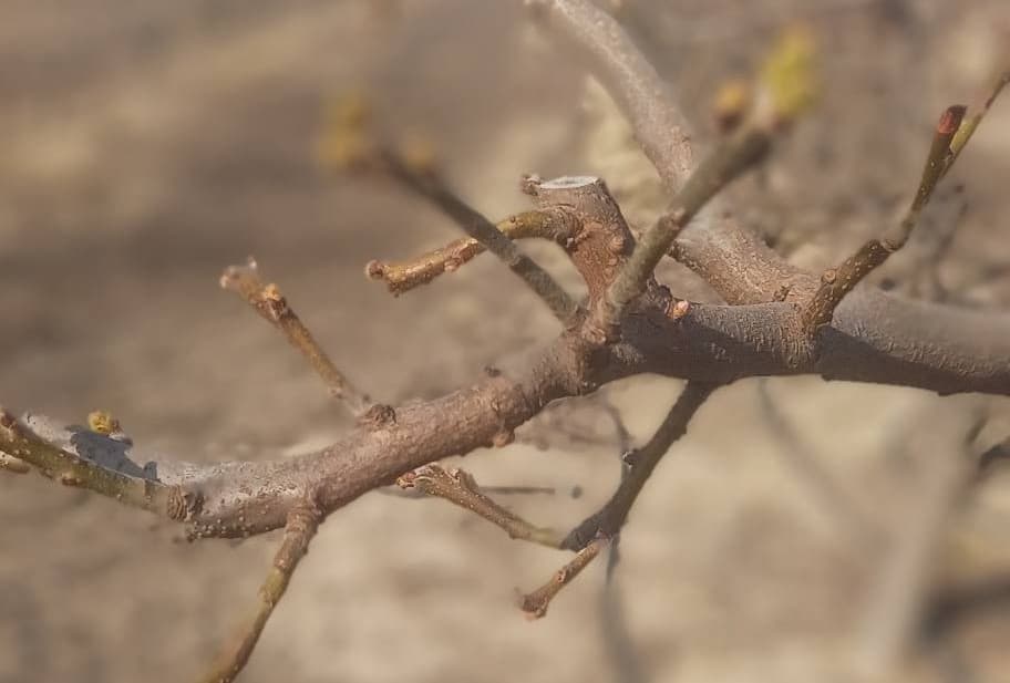 Manisa’da meyve ağaçlarına ateş yanıklığı uyarısı