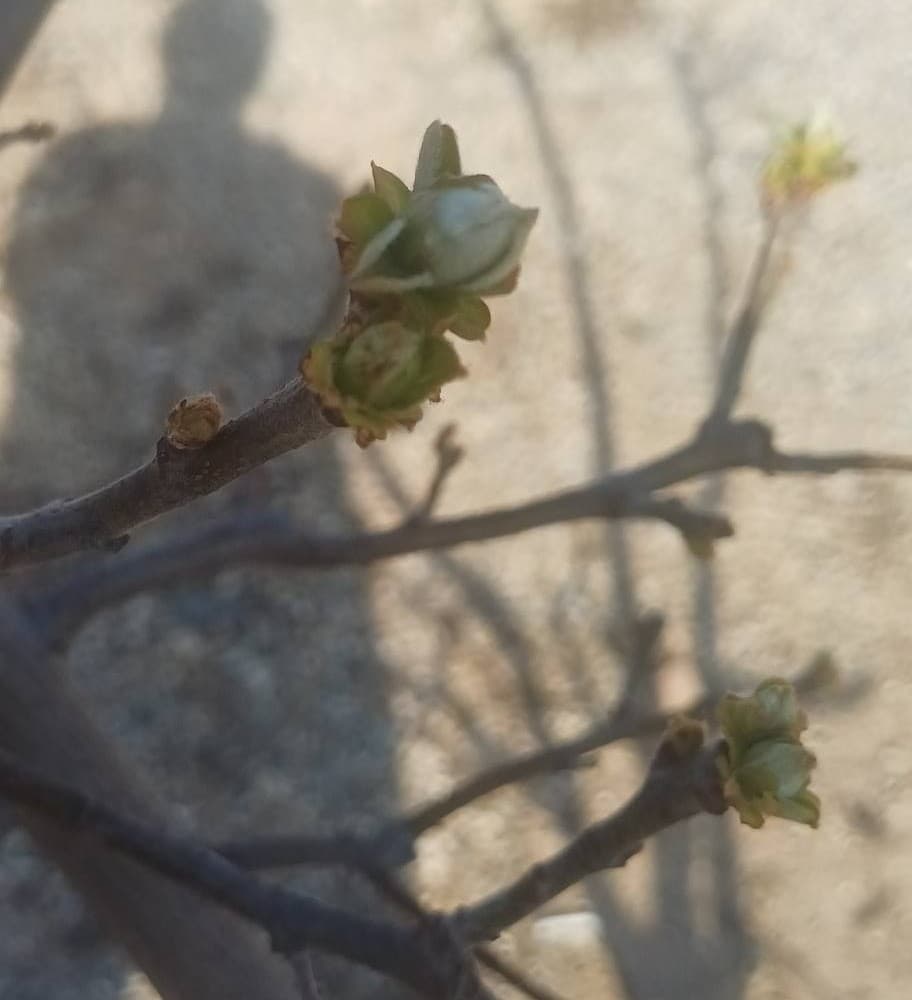 Manisa’da meyve ağaçlarına ateş yanıklığı uyarısı