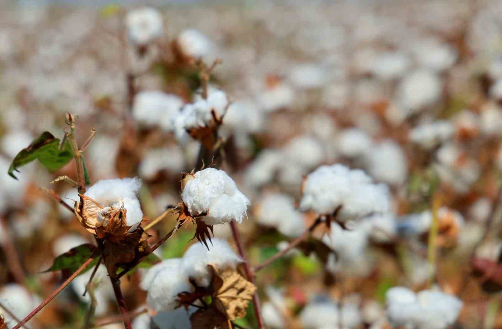 Adana’da pamukta ’pembekurt’ zararlısına karşı uyarı
