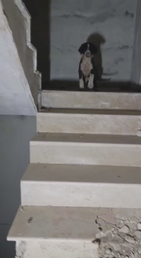 Yıkılacak binadaki yavru köpekleri kurtaran hayvansever yürekleri ısıttı