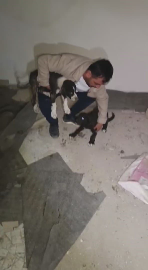 Yıkılacak binadaki yavru köpekleri kurtaran hayvansever yürekleri ısıttı