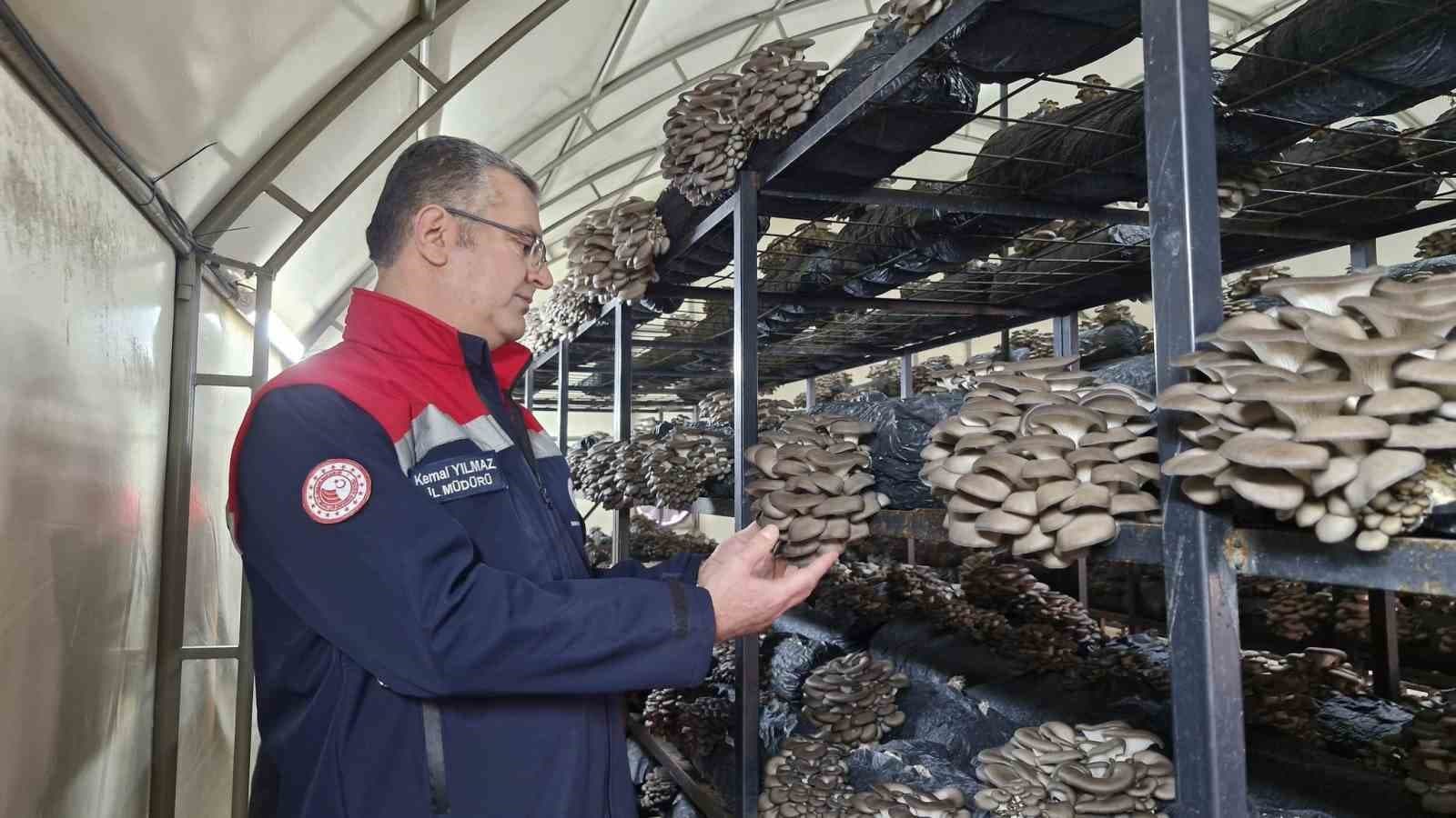 Çarşamba’da istiridye mantarı üretimi artıyor