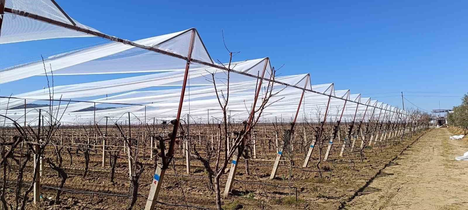 Sarıgöl’de üzüm bağları doluya karşı fileyle korunuyor