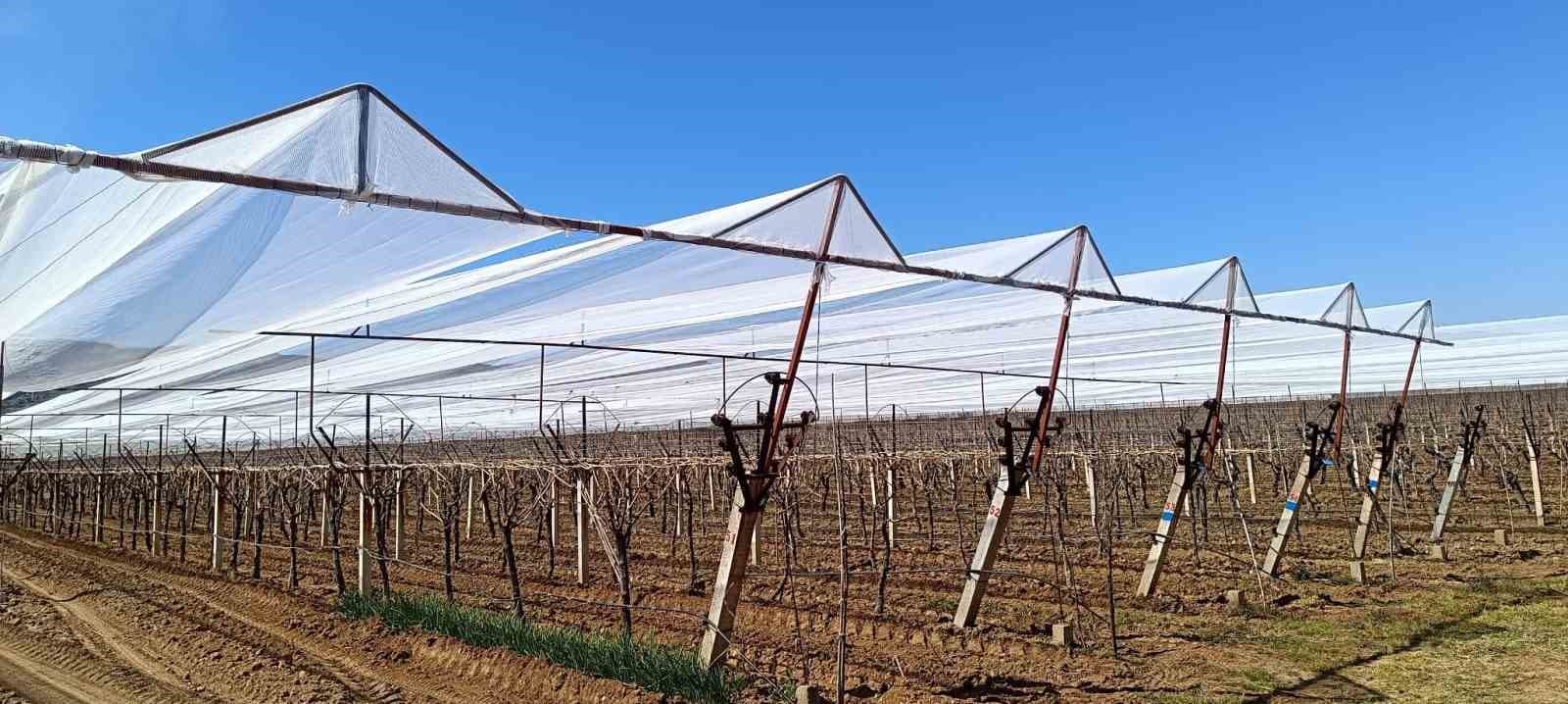 Sarıgöl’de üzüm bağları doluya karşı fileyle korunuyor