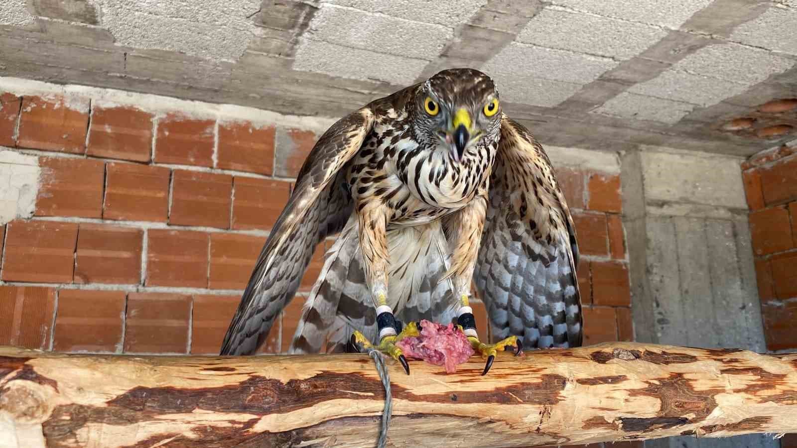 Atmacacılık geleneği için Meclis’ten karar çıktı