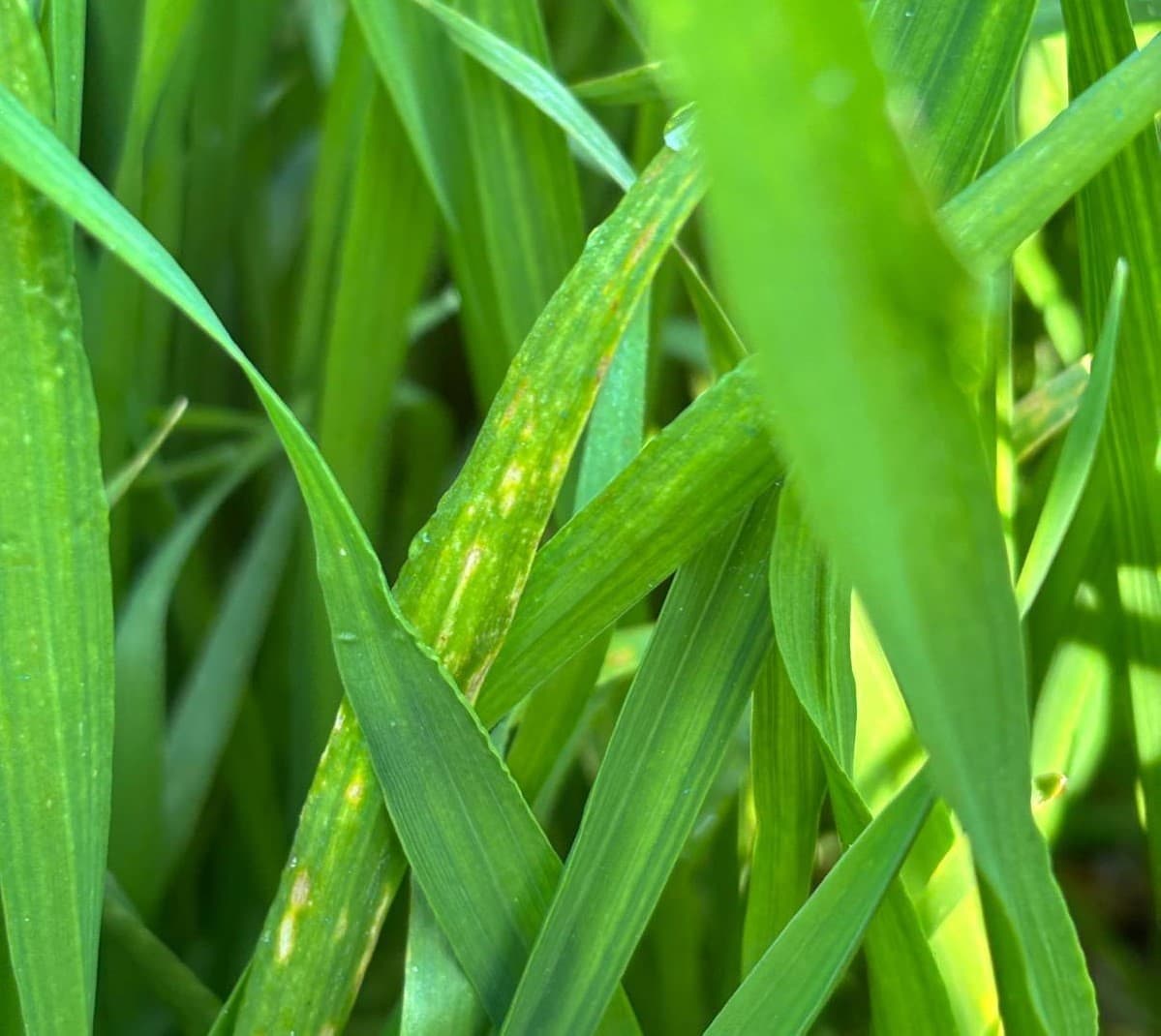 Manisa’da buğday üreticilerine ‘Septorya’ uyarısı